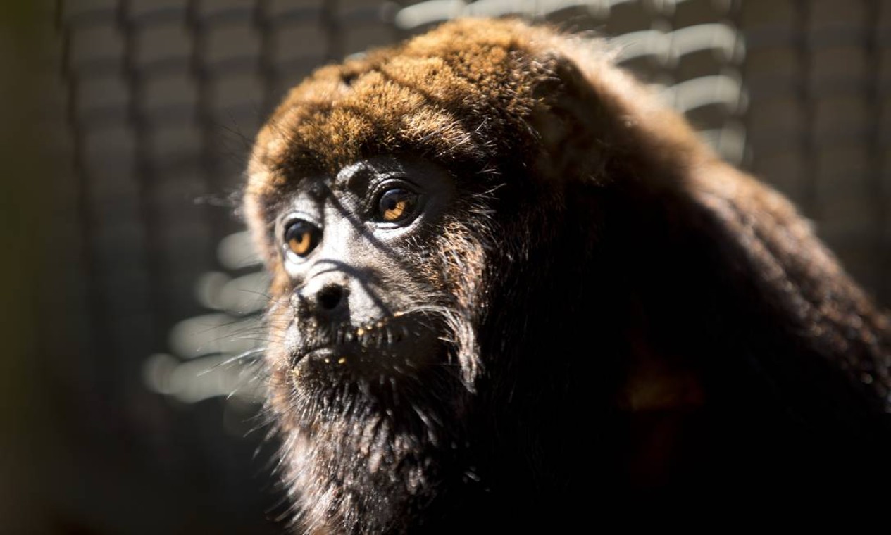 O bugio, também conhecido popularmente por macaco-uivador ou barbado, foi o segundo animal levados de volta ao Parque Nacional da Tijuca pelo projeto Refauna Foto: Márcia Foletto / Agência O Globo