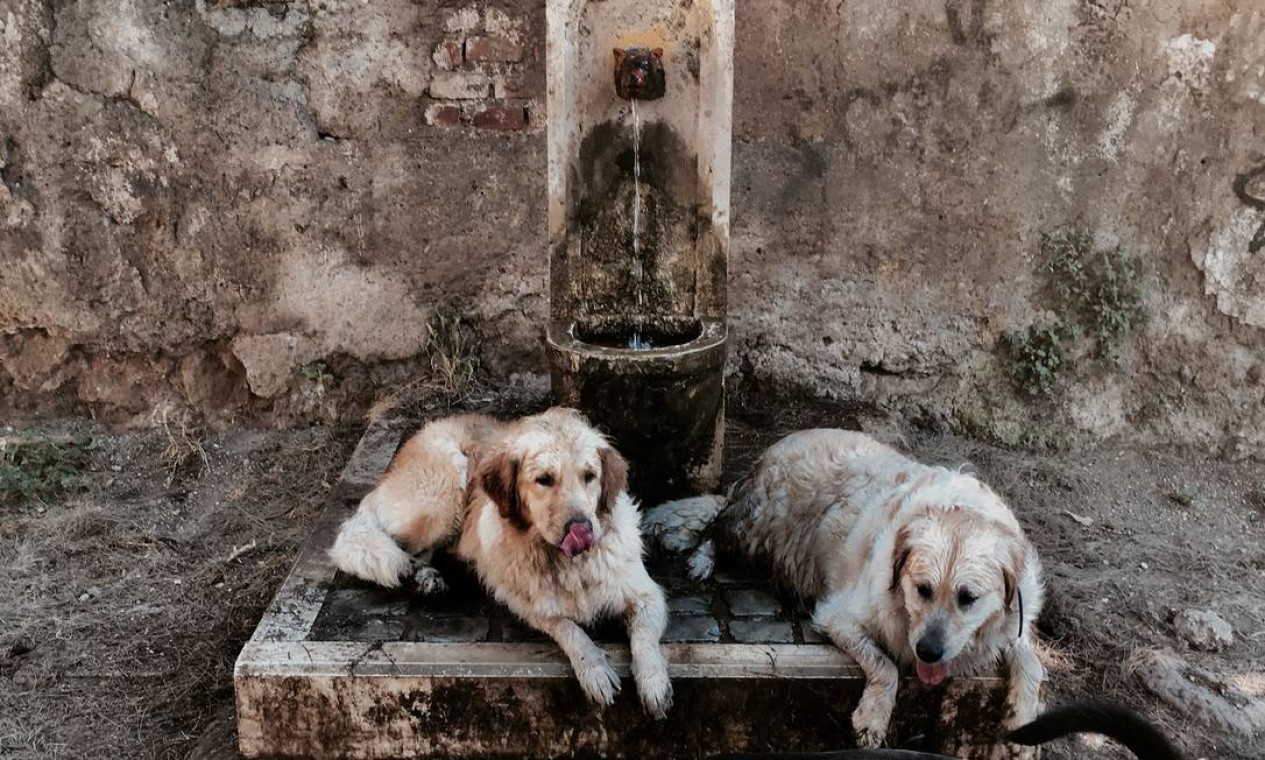 TOPSHOT - Dogs refresh by a public fountain during an unusually early summer heatwave on June 24, 2019 in Rome. - Fans flew off store shelves and public fountains offered relief from the heat as temperatures soared in Europe on June 24, with officials urging vigilance ahead of even hotter conditions forecast later in the week. Meteorologists blamed a blast of torrid air from the Sahara for the unusually early summer heatwave, which could send thermometers up to 40 degrees Celsius (104 Fahrenheit) across large swathes of the continent.
Authorities have issued warnings against dehydration and heatstroke, in particular for children and the elderly, and hospitals have been placed on high alert. (Photo by Tiziana FABI / AFP) Foto: TIZIANA FABI / AFP