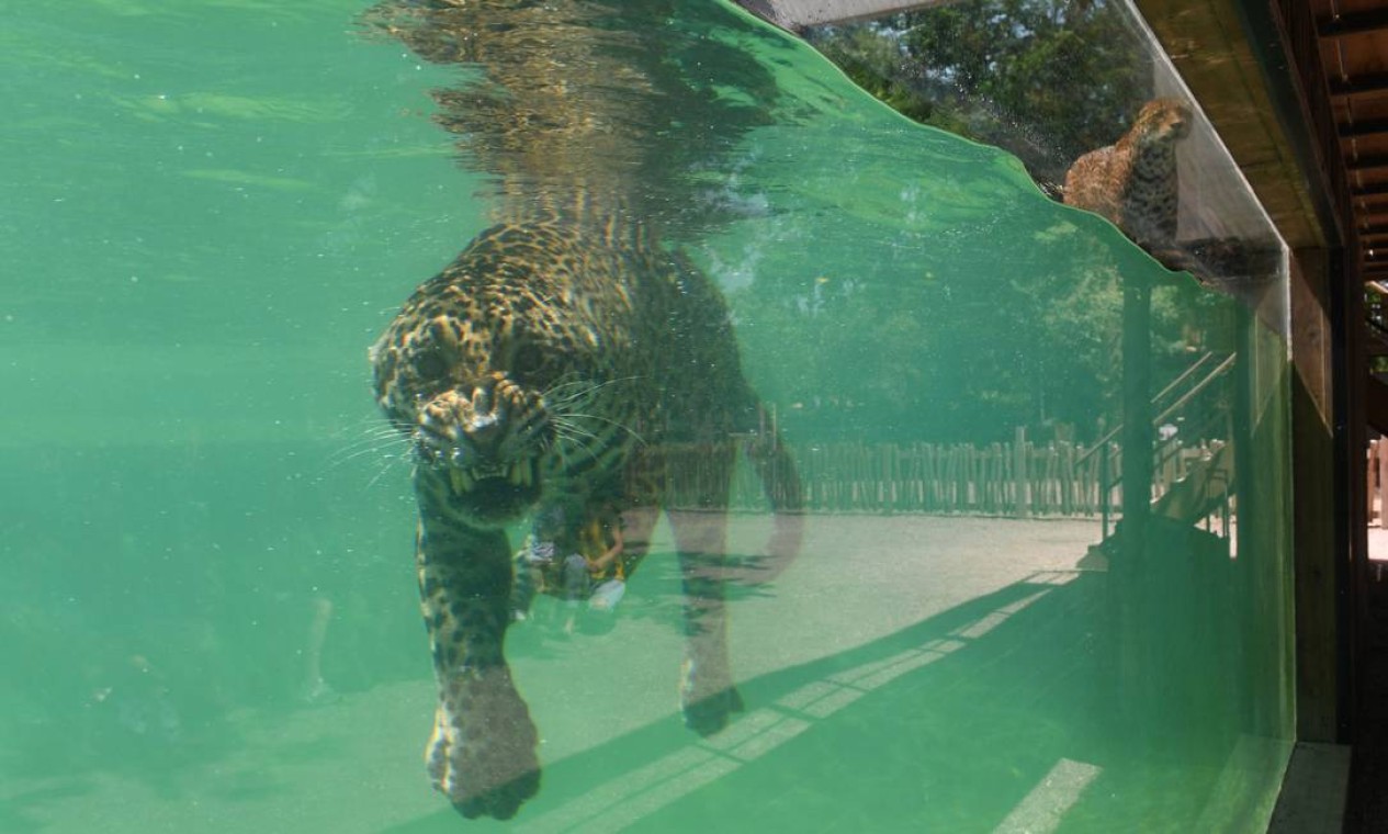 Um jaguar se refresca na piscina do zoológico Bordeaux Pessac, em Pessac, no sudoeste da França Foto: MEHDI FEDOUACH / AFP