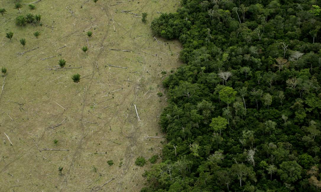 Área desmatada na Amazônia para criação de gado Foto: LeoFFreitas / Getty Images