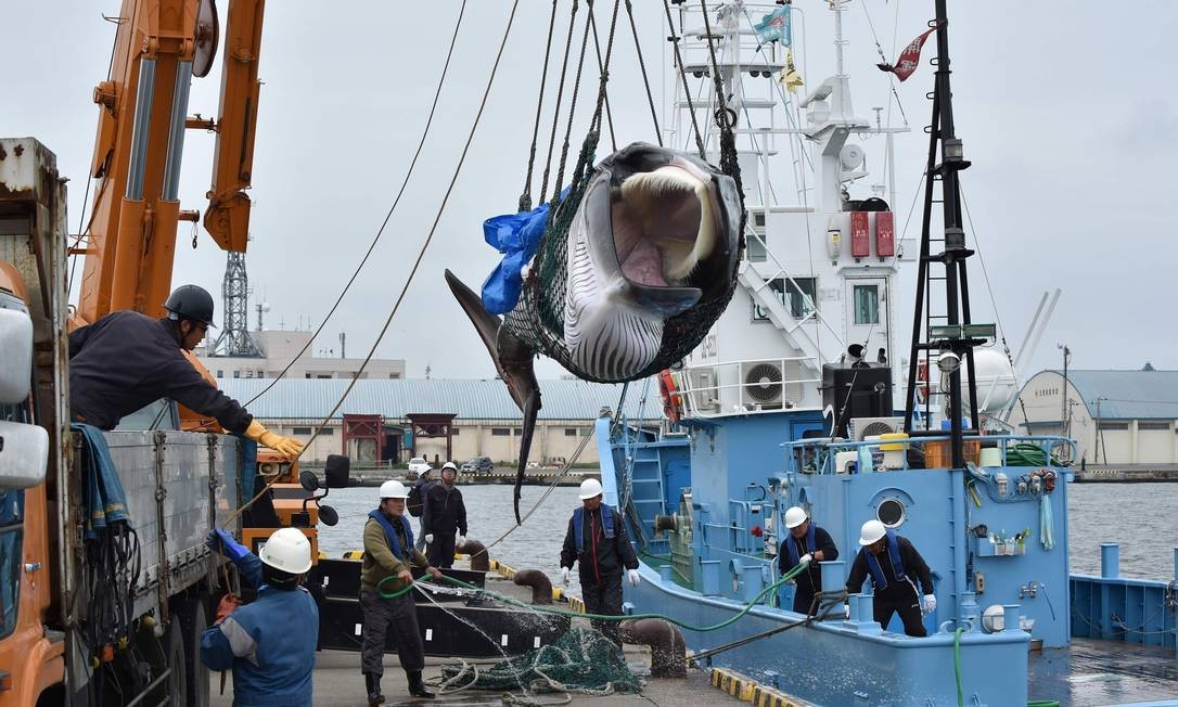 Depois de trÃªs dÃ©cadas, JapÃ£o volta a caÃ§ar baleias. Na imagem, animal da espÃ©cie Mink sendo descarregado em porto de Kushiro, cidade de Hokkaido Foto: KAZUHIRO NOGI / AFP