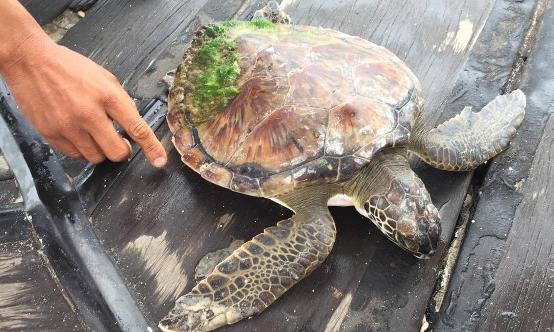 Guarda-vidas notaram que tartaruga marinha precisava de ajuda Foto: Divulgação