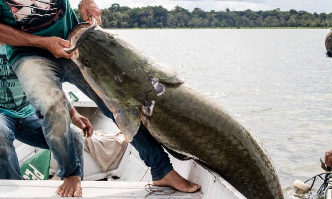A pesca do pirarucu selvagem: o peixe chega a ter 200 quilos Foto: Bernardo Oliveira
