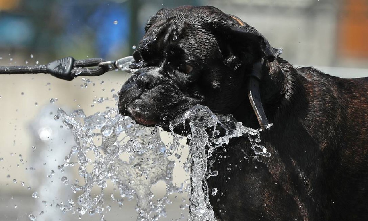 O calor intenso também afeta os animias de estimação. Um cachorro se diverte em uma fonte em Bruxelas, Bélgica Foto: YVES HERMAN / REUTERS