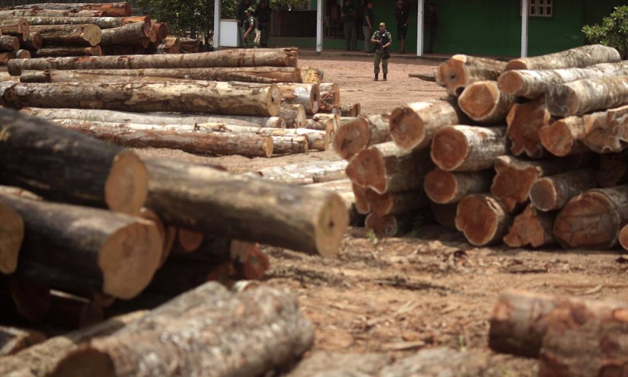 Operação "Hileia Pátria", realizada em setembro de 2013, apreende árvores que foram ilegalmente desmatadas da floresta amazônica na reserva indígena Alto Rio Guamá. Nova Esperança do Piriá, no Pará Foto: RICARDO MORAES /  