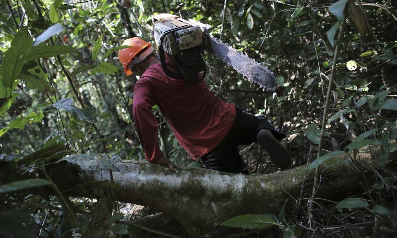 Homem carrega uma motosserra após cortar ilegalmente uma árvore da floresta amazônica virgem dentro do Parque Nacional Jamanxim, perto da cidade de Morais Almeida, no Pará, em 24 de junho de 2013. No acumulado de 2019, de acordo com o Inpe, o Brasil viu uma redução de aproximadamente 1,5 vez o território da cidade de São Paulo: 2.273,6 km². Pior registro desde 2016 Foto: NACHO DOCE / REUTERS