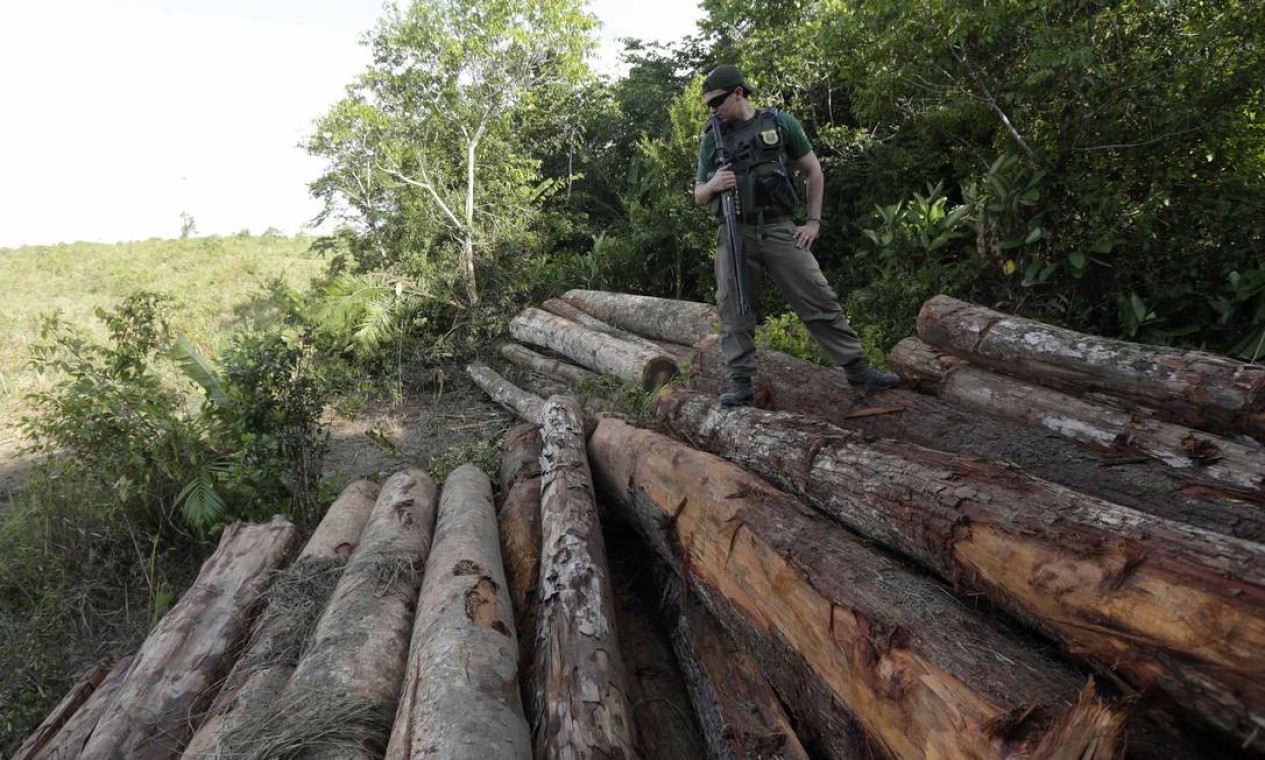 Oficial da Polícia Ambiental inspeciona pilha de árvores extraídas ilegalmente durante a operação "Hileia Pátria", contra serrarias e madeireiras ilegais na reserva indígena Alto Rio Guamá, em Nova Esperança do Piriá, Pará, em 26 de setembro de 2013 Foto: RICARDO MORAES / REUTERS