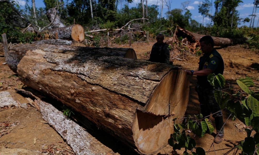 Agentes Ibama verificam árvore derrubada em área desmatada durante a "Operação Onda Verde" para combater a extração ilegal de madeira em Apui, região sul do Amazonas, em agosto de 2017 Foto: BRUNO KELLY / Agência O Globo