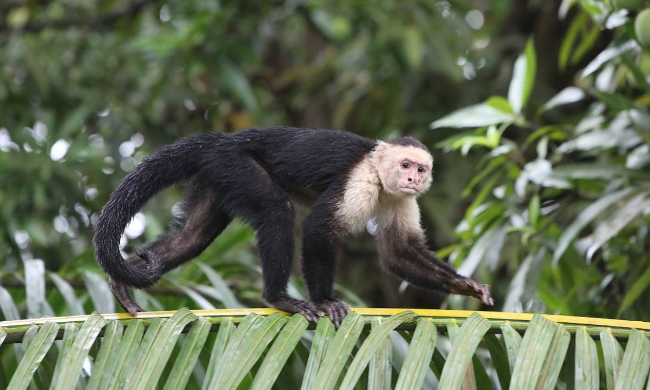 Os micos estão entre os animais que os visitantes avistam nos passeios pelo parque nacional Foto: Armando Del Vecchio / Divulgação