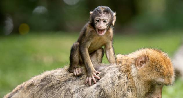 Macaco quimera nasce após experimento com células-tronco