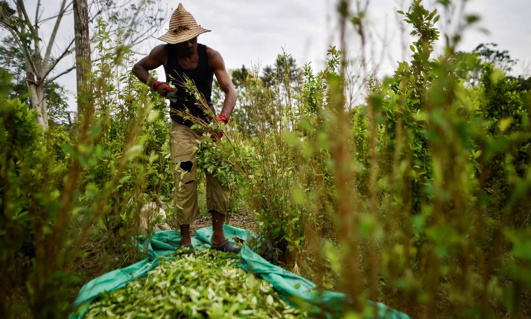 Imigrante venezuelano trabalha em uma plantação de coca na região de Catatumbo: mais de 25 mil fugiram para a região Foto: LUIS ROBAYO / AFP