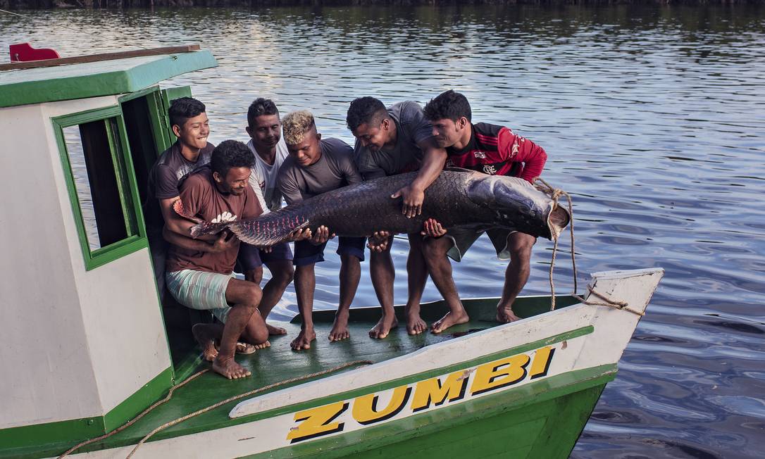 Um pirarucu de quase 100 quilos é erguido por indígenas do povo Paumari, logo após ser pescado Foto: Marizilda Cruppe