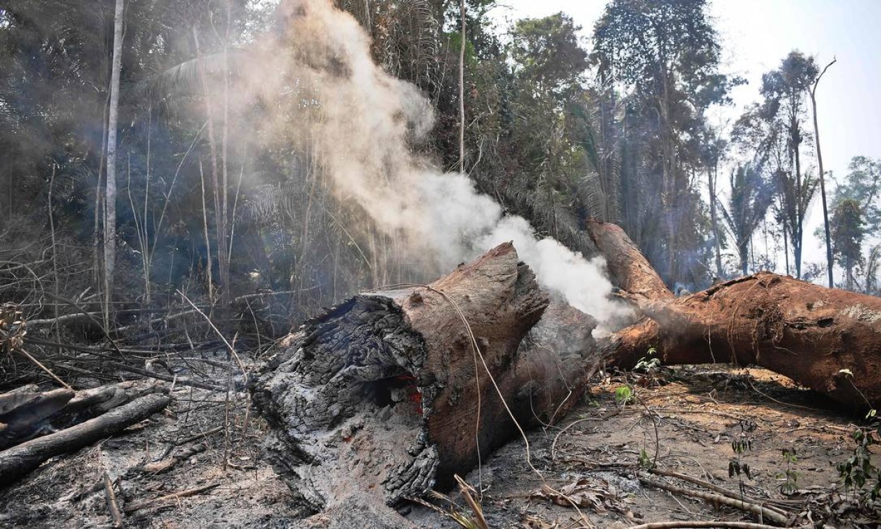 Fumaça sai de um tonco de uma árvore destruída por uma queimada nos arredores de Porto Velho Foto: CARL DE SOUZA / AFP