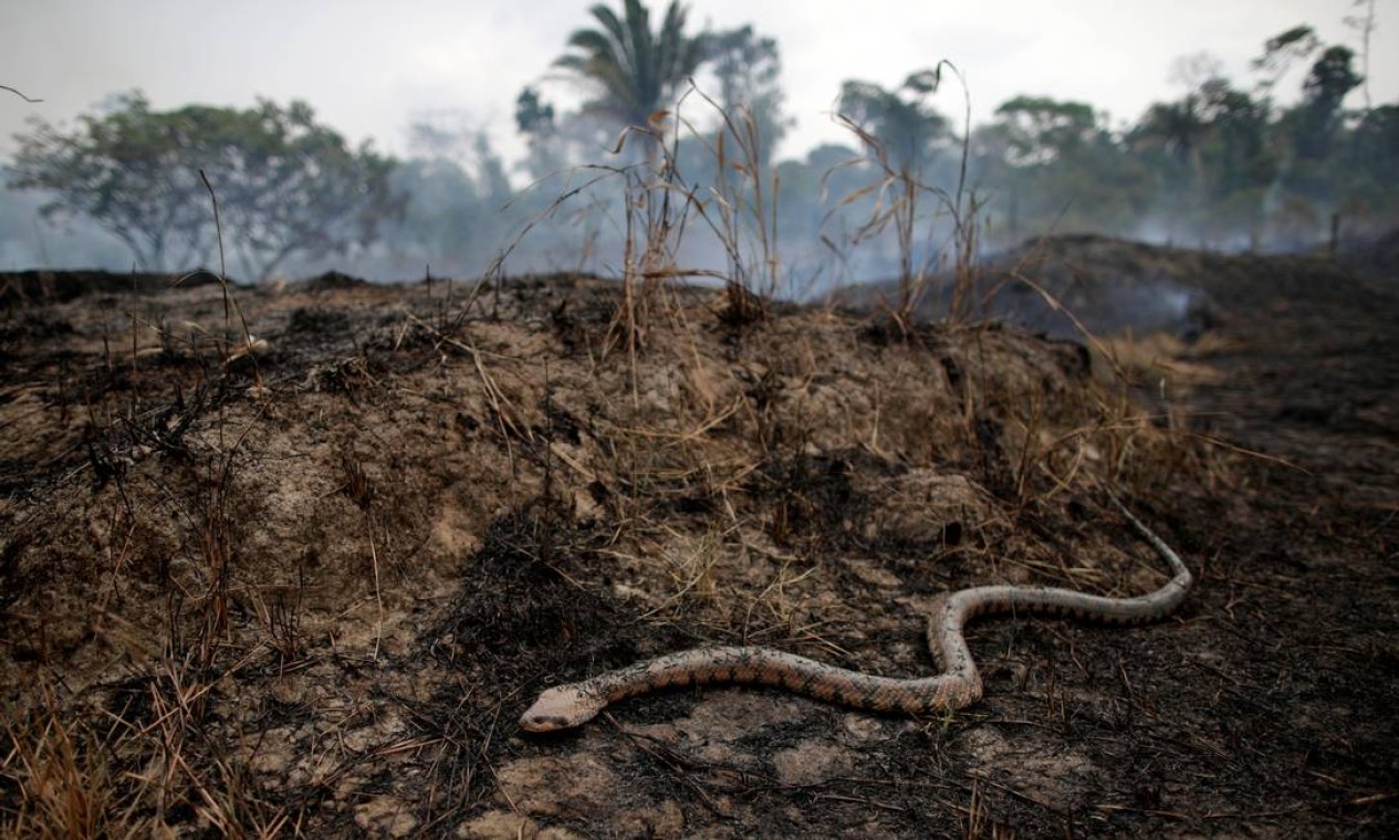 Uma cobra rasteja por uma área de floresta amazônica destruída por uma queimada em Porto Velho, Rondônia. Governo federal autorizou, na última sexta-feira (23), o envio das Forças Armadas para estados da Região Norte para atuar no combate às queimadas / 24/08/2019 Foto: UESLEI MARCELINO / REUTERS / 24/08/2019