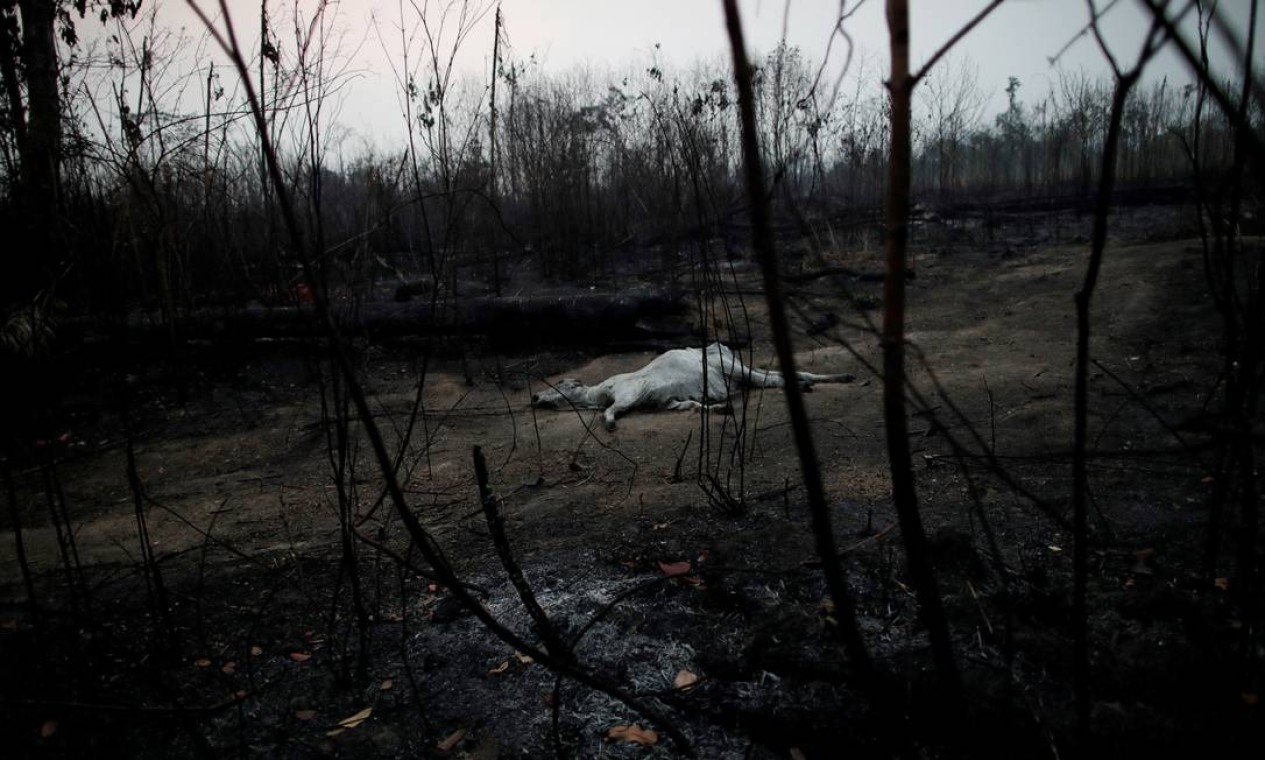 Uma vaca morta em um trecho da floresta amazônica devastado pelas chamas em Porto Velho Foto: UESLEI MARCELINO / REUTERS / 24/08/2019