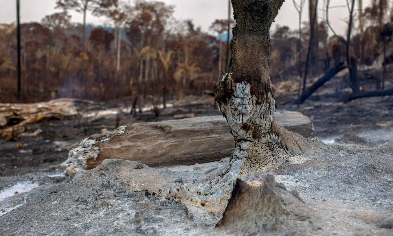 Área queimada após um incêndio na floresta amazônica perto de Novo Progresso, Pará Foto: JOAO LAET / AFP / 25/08/2019