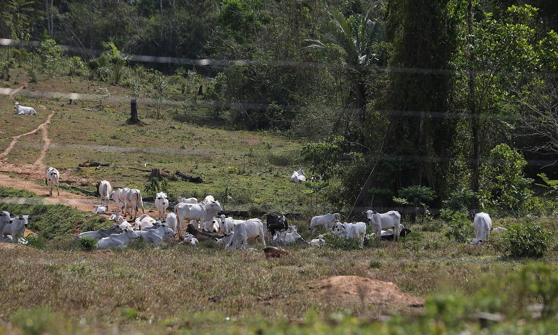 30 anos após Chico Mendes, seringueiros do Acre aderem à pecuária -  21/12/2018 - Poder - Folha