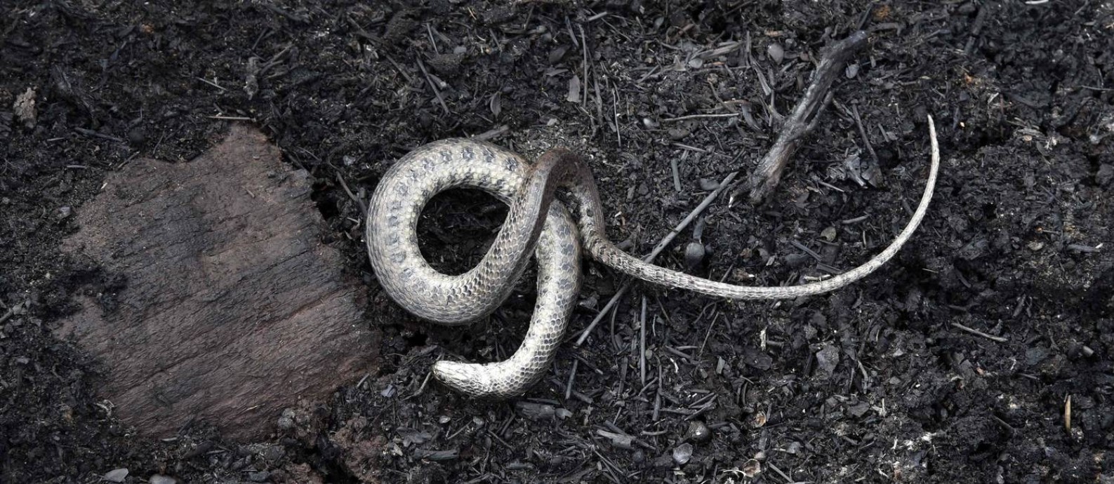 Cobra morta após queimada na Bolívia Foto: AIZAR RALDES / AFP