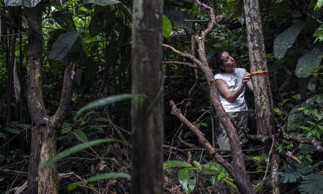 Erika Berenguer, pesquisadora senior da Universidade de Oxford, faz medições na Floresta Nacional do Tapajós Foto: Marizilda Cruppe / Divulgação