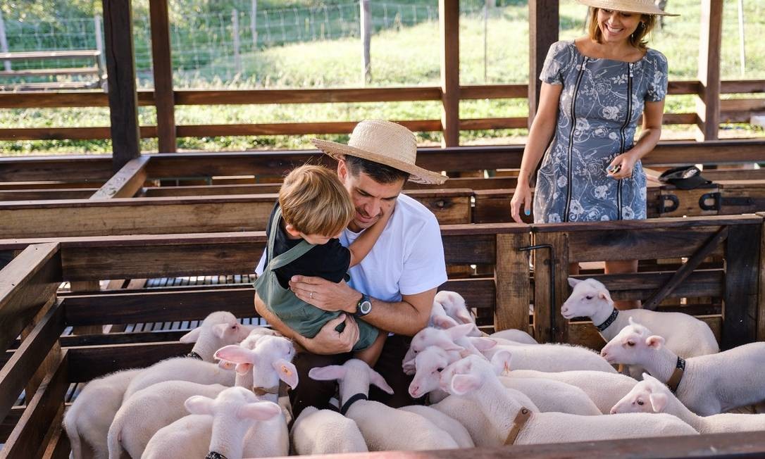 A amamentação de cordeiros está incluída na programação da Casa da Ovelha, na zona rural de Bento Gonçalves, na Serra Gaúcha Foto: Zéto Teloken / Divulgação