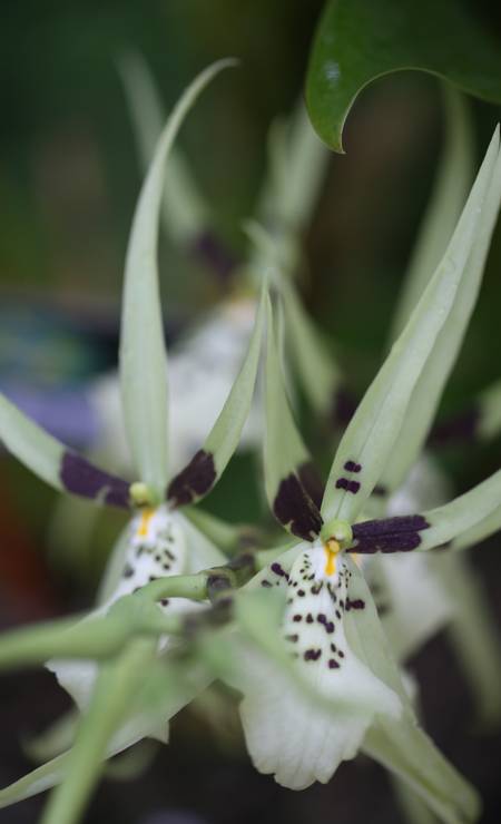 Orquídeas são tema de exposição no Jardim Botânico até ...