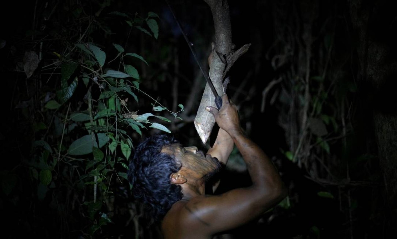 Um "guardião da floresta" bebe água armazenada no galho de uma árvore em terra indígena Arariboia, perto da cidade de Amarante, estado do Maranhão Foto: UESLEI MARCELINO / REUTERS