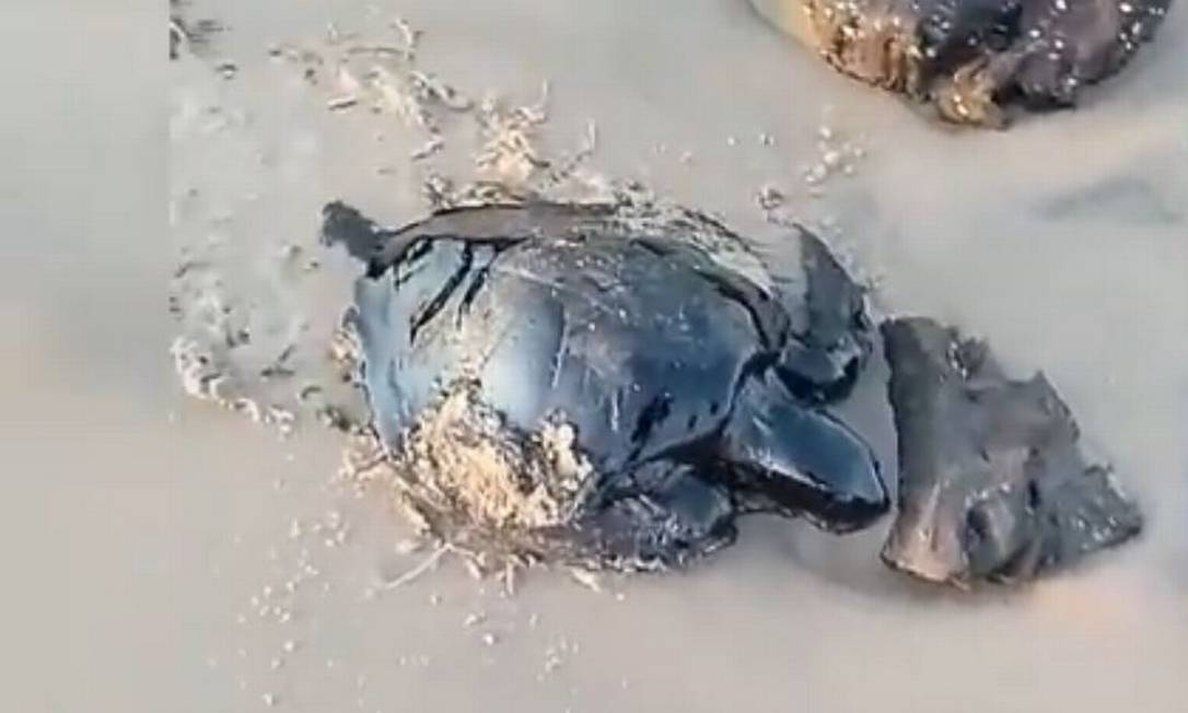Tartaruga marinha atingida por vazamento de petróleo na praia de Itatinga, em Alcântara (MA) Foto: Reprodução