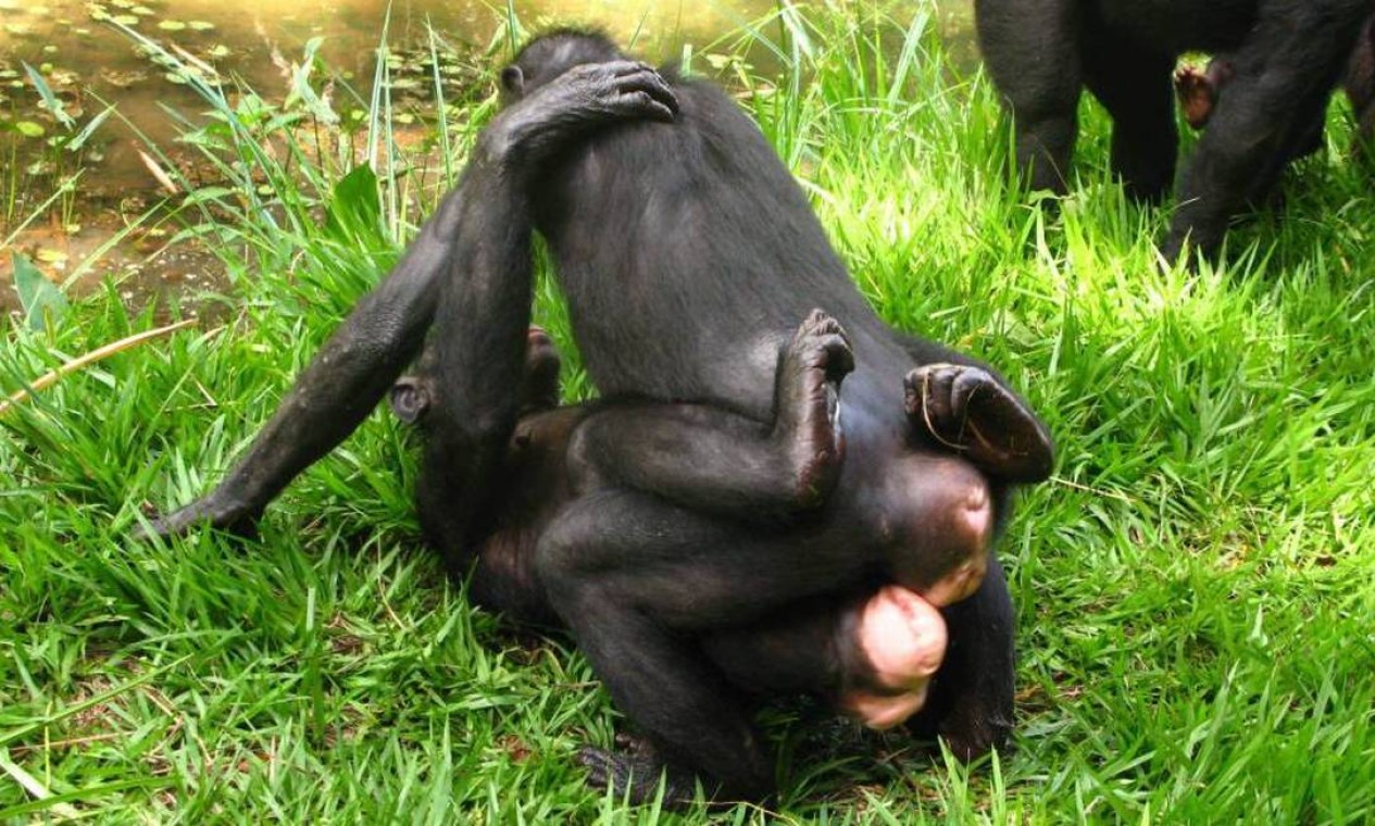 Video de macacos fazendo sexo