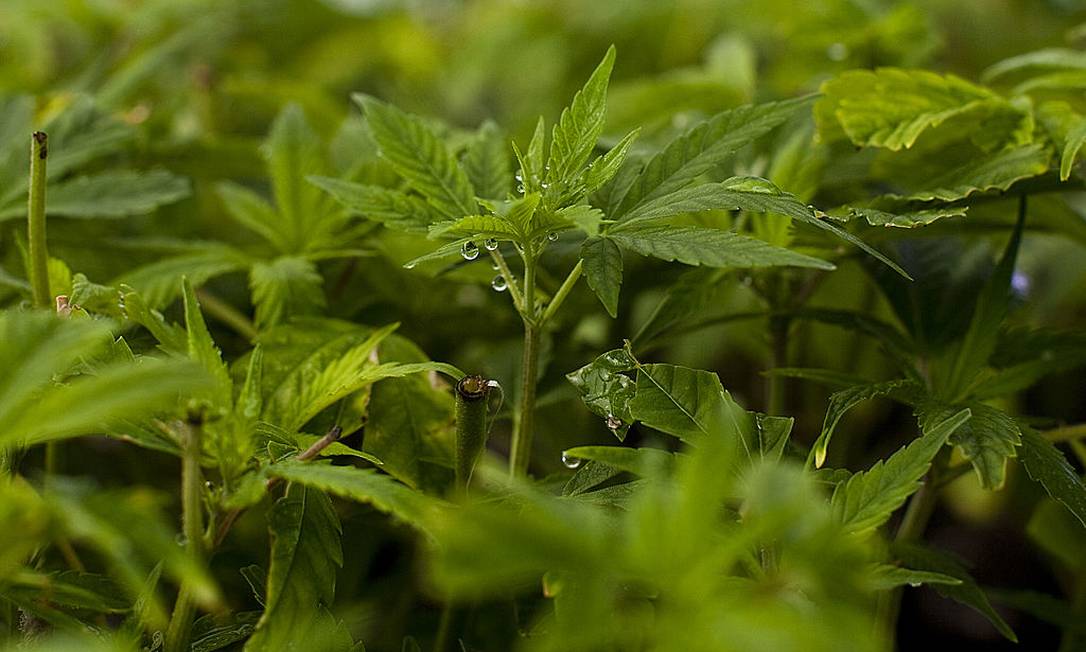 Plantação de cannabis em Israel Foto: Uriel Sinai / Getty Images