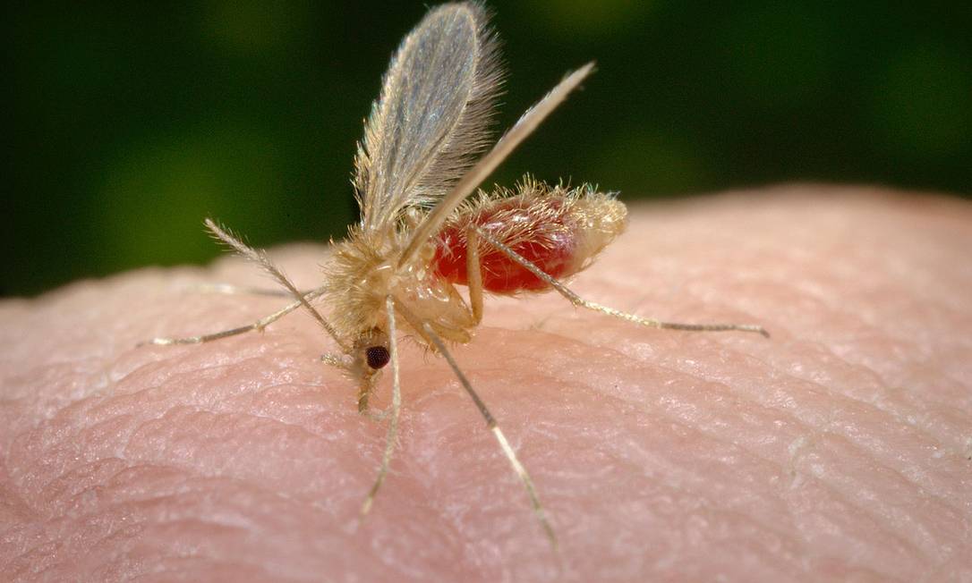 Fêmea de mosquito flebotomíneo, que representa a principal via de transmissão de 'Leishmania spp': nova enfermidade tem sintomas semelhantes, mas não responde aos mesmos medicamentos Foto: Reprodução