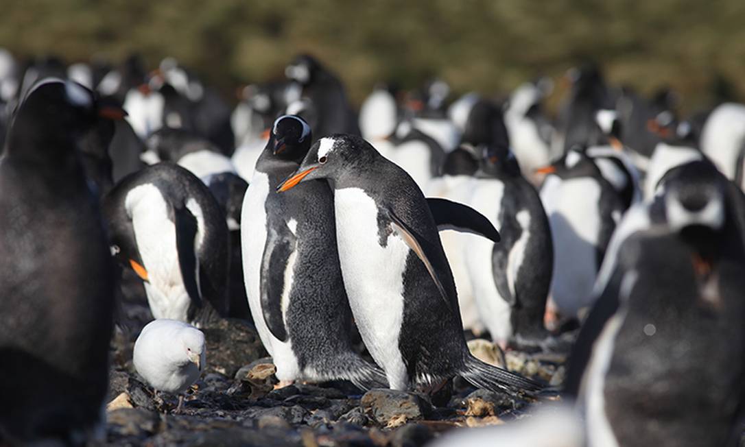 Cientistas analisaram as fezes de 80 Pinguins gentoo Pygocelis papua Foto: Jose Xavier / Divulgação/Universidade de Coimbra