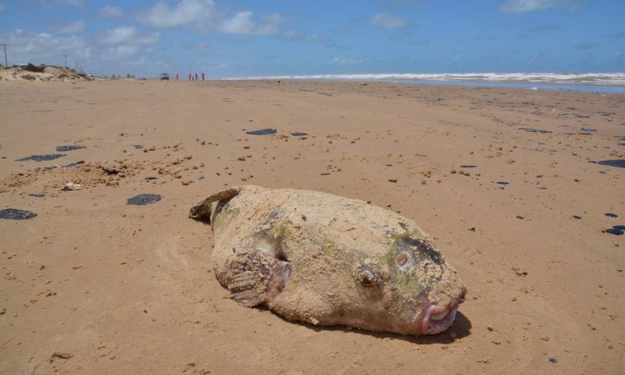 Mancha de óleo nas proximidades da Praia do Viral, em Aracaju prejudica a vida marinha da região Foto: Márcio Garcez / Agência O Globo