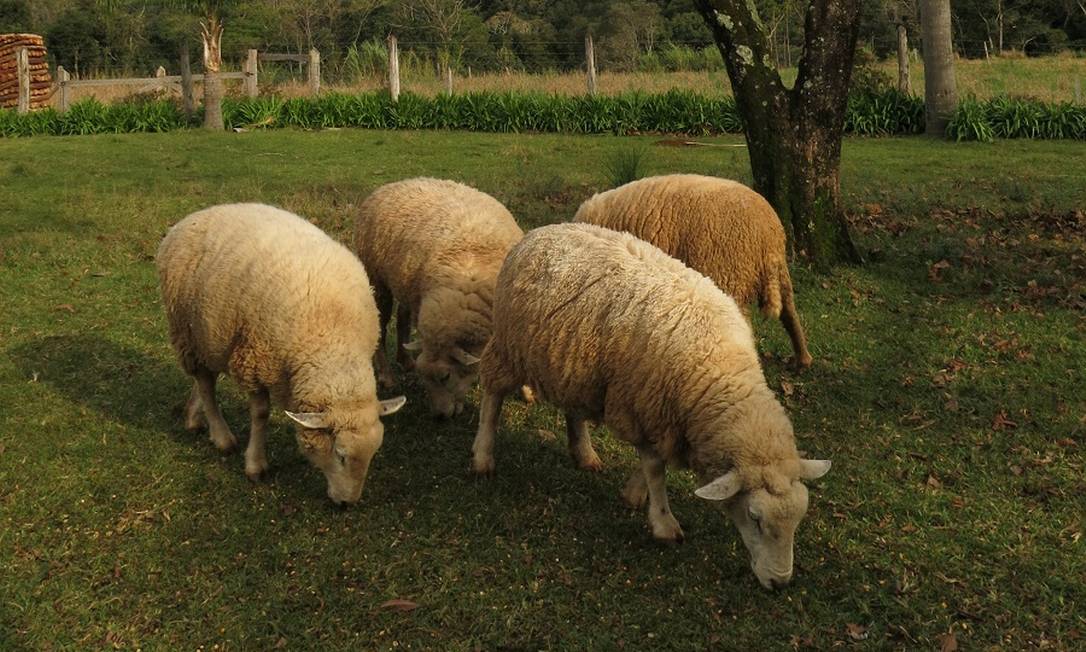 Ovelhas na propriedade da Família Marcon, na zona rural de Gramado, aberta à visitação Foto: Thayna Rodrigues / O Globo