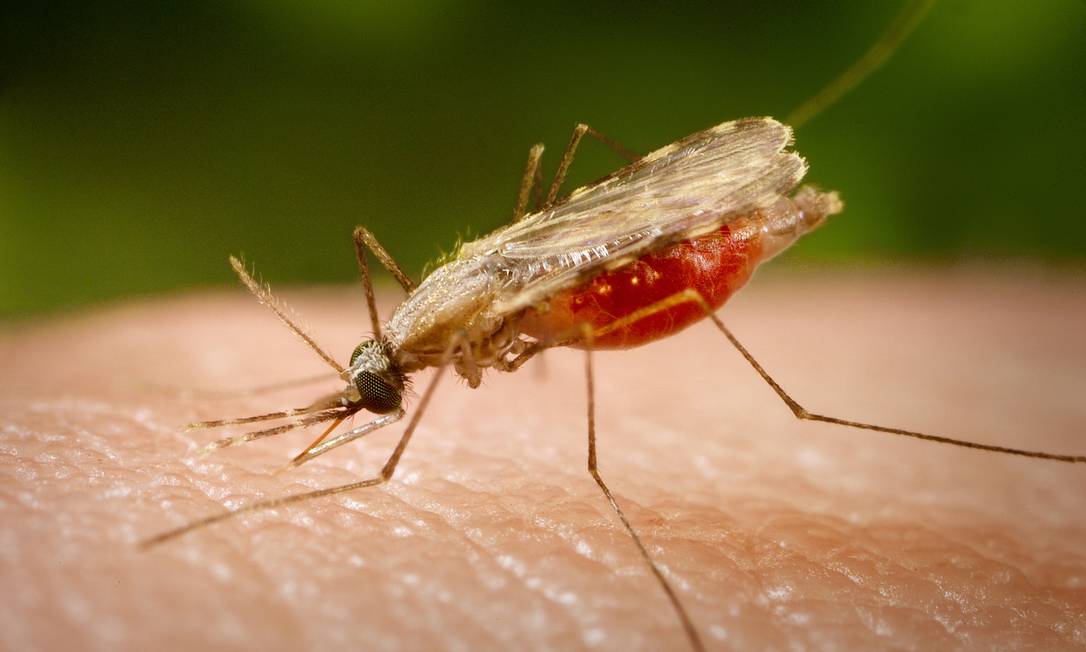 Fêmea de mosquito Anopheles se prepara para picar pele humana Foto: Reprodução