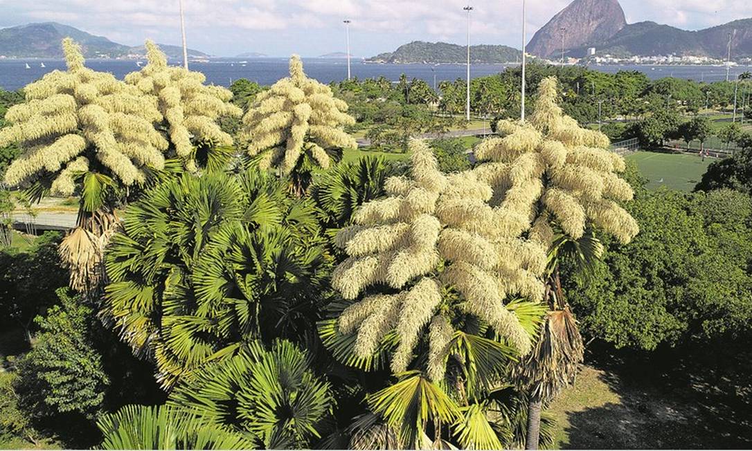  Cinco palmeiras Talipot, originárias da Índia e do Sri Lanka, carregadas de minúsculas flores na paisagem do Parque do Flamengo Foto: Renee Rocha / Agência O Globo
