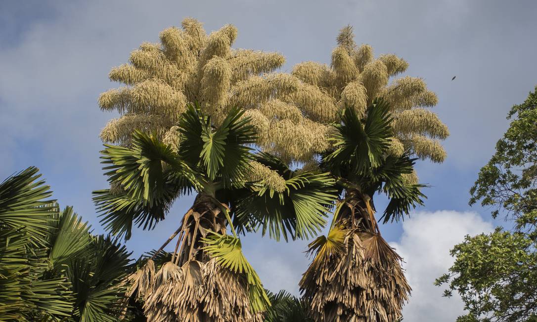 Palmeira de quatro décadas tem primeira e única floração, no Ceará; vídeo, Ceará