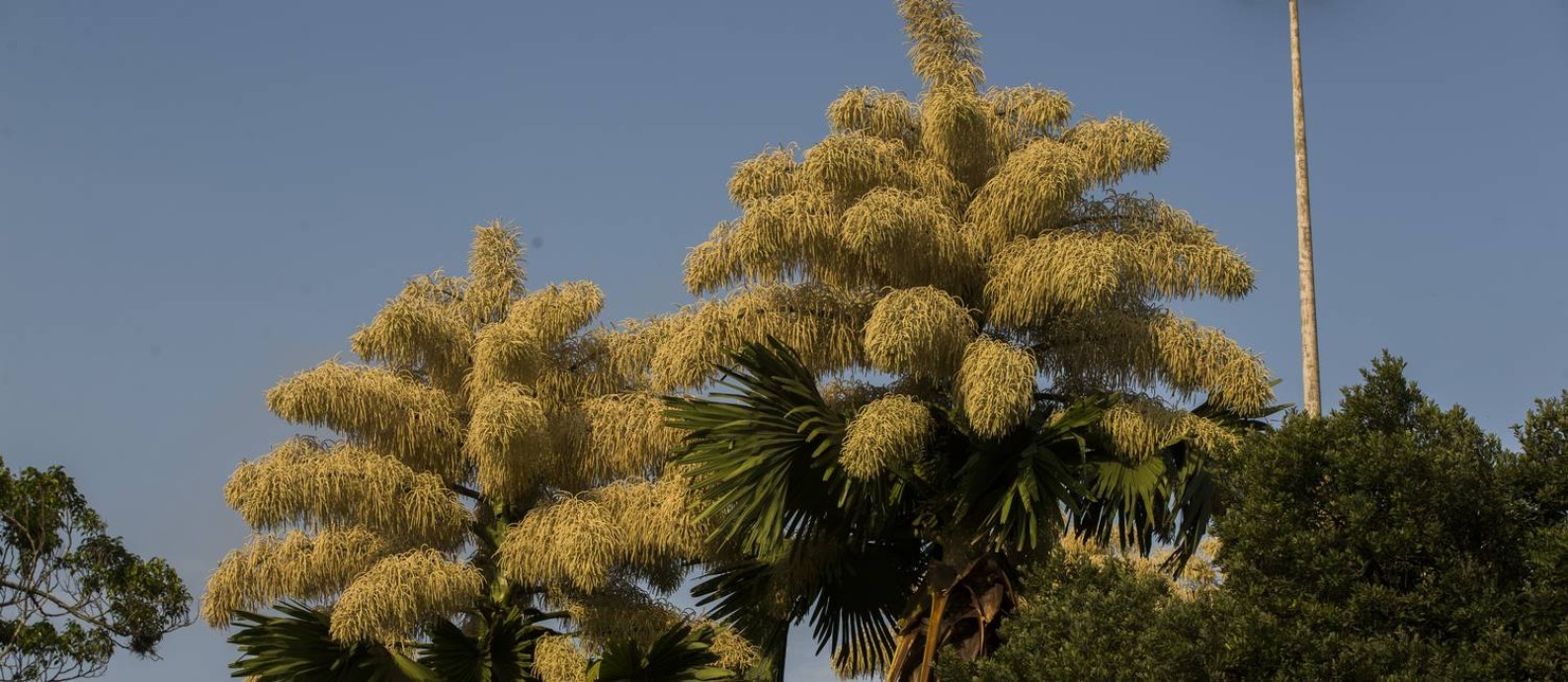 Floração das palmeiras Talipot no Aterro: beleza que chama a atenção Foto: Guito Moreto / Agência O Globo