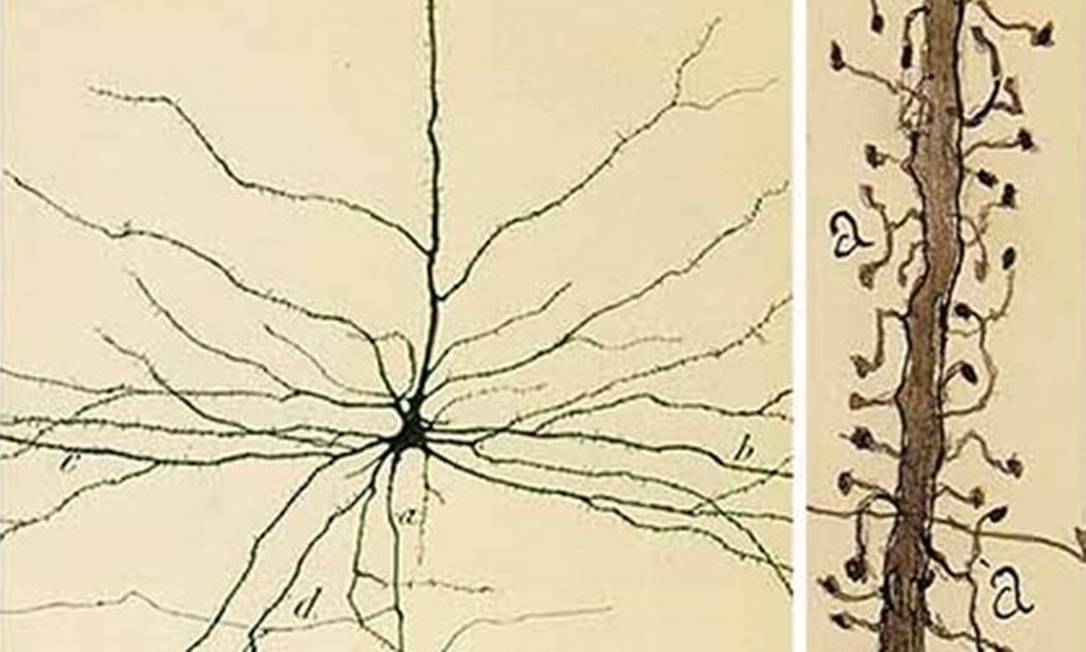 É nas espinhas dendríticas (à direita) dos neurônios piramidais (à esquerda) que se localizam as sinapses da depressão – as que desaparecem nos pacientes e são restauradas pela ketamina. Foto: Desenhos originais de Santiago Ramón y Cajal, prêmio Nobel de medicina ou fisiologia em 1906
