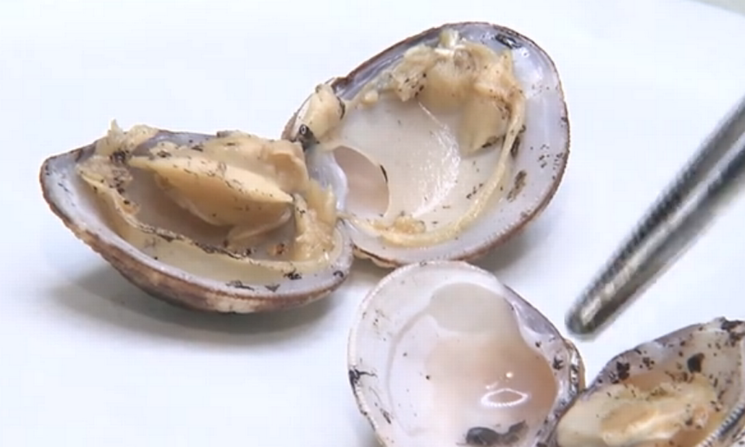 UFBA analisou ostras e outros animais marinhos contaminados pelo óleo Foto: Reprodução TV Globo