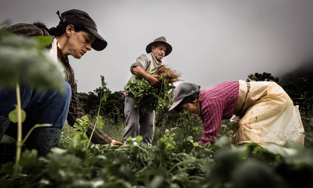 Trabalhadores na colheita: cooperativas também vão poder usar a nova modalidade de trabalho temporário no campo Foto: Marcio Menasce / Agência O Globo