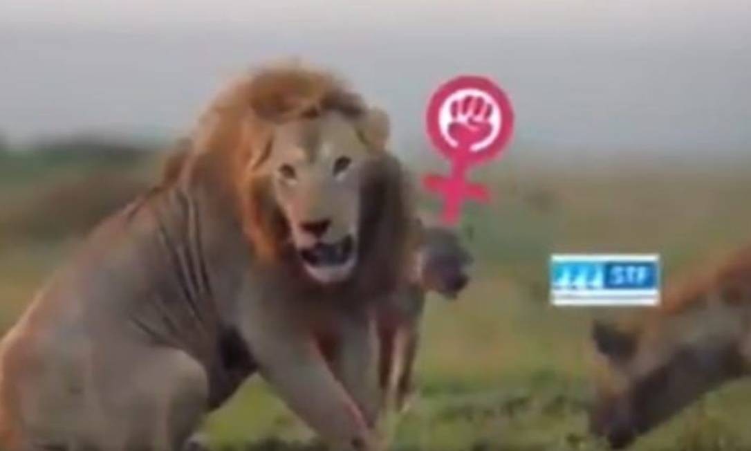 Bolsonaro compartilhou vídeo em que ele é um leão, e o Supremo, uma hiena Foto: Reprodução