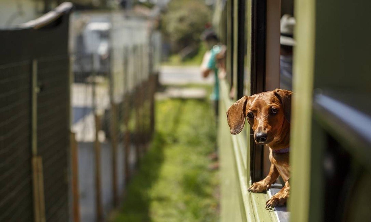 Trem bom para cachorro: a Serra Verde Express acaba de inaugurar um vagão 'pet friendly' no trem turístico da Ferrovia Paranaguá-Curitiba Foto: Brunno Covello / Divulgação