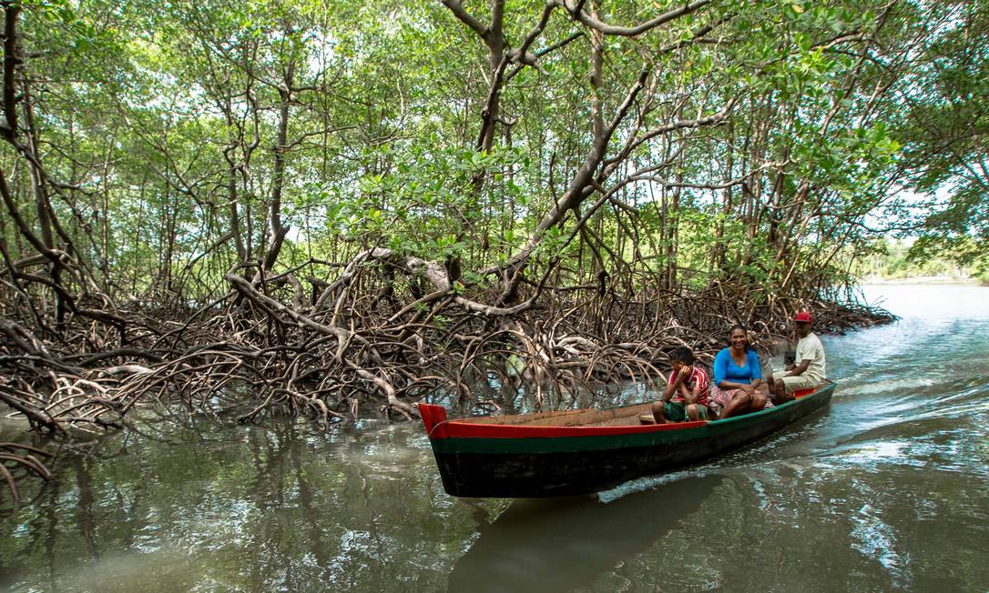 Pescadores nos manguezais da reserva de Canavieiras, no sul da Bahia Foto: MARCO ANTÔNIO TEIXEIRA / WWF / Marco Antônio Teixeira/WWF