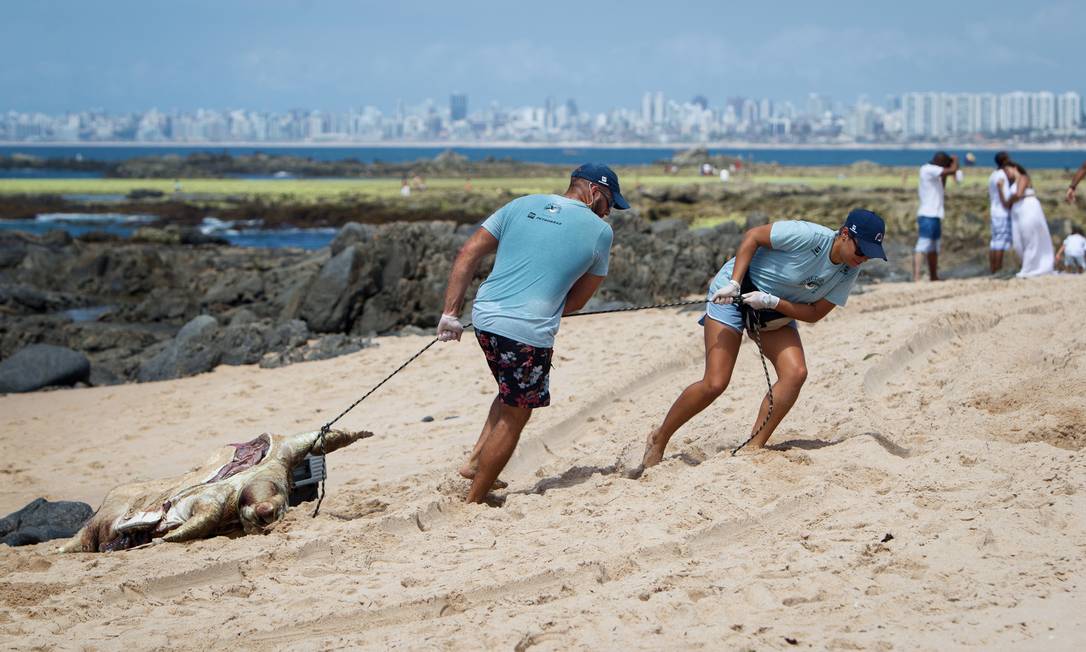 Biólogos do Projeto Tamar recolhem tartaruga-cabeçuda encontrada morta na praia de Itapuã, em Salvador (BA). Foto: Fernando Vivas / Folhapress