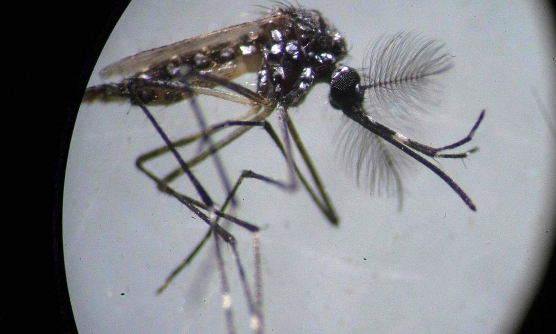 Mosquito aedes aegypti é visto por meio de microscópio; dengue matou 5 vezes mais em 2019 Foto: MAURO PIMENTEL / AFP