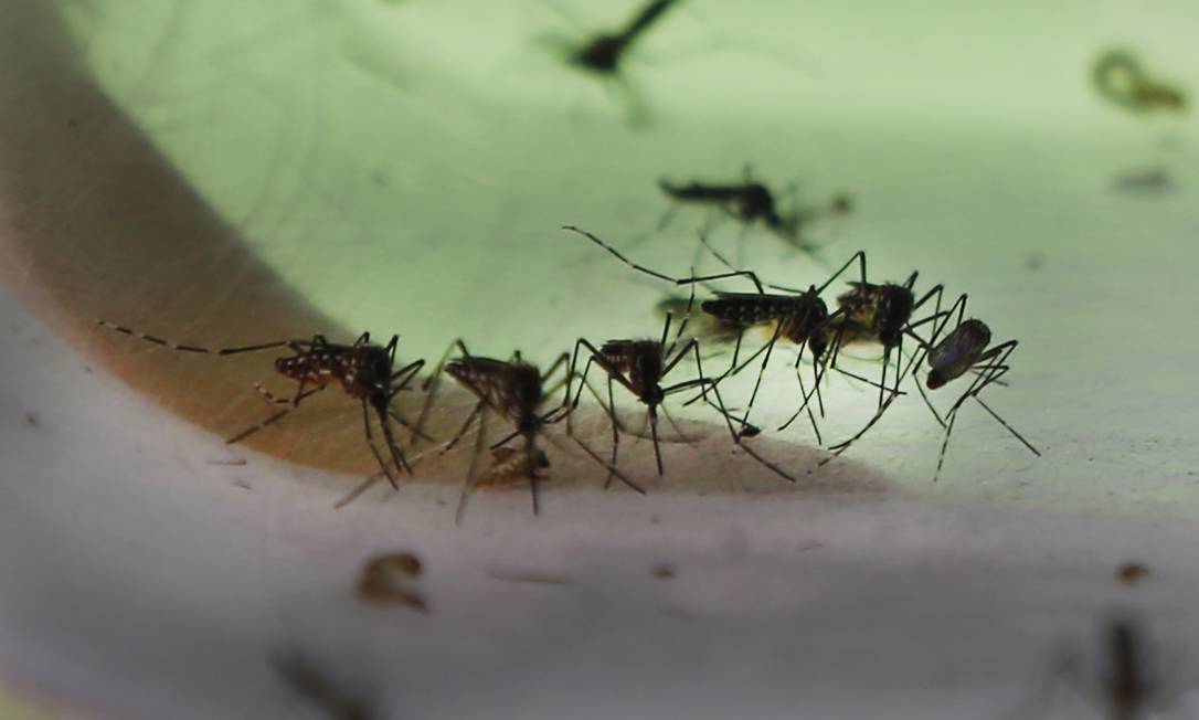 Mosquitos Aedes aegypti, que podem transmitir dengue, zika e chikungunya Foto: Antonio Scorza / Agência O Globo
