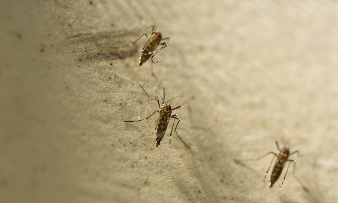 O mosquito aedes aegypt é o vetor da dengue; cientistas investigam transmissão por via sexual Foto: Brenno Carvalho / Agência O Globo