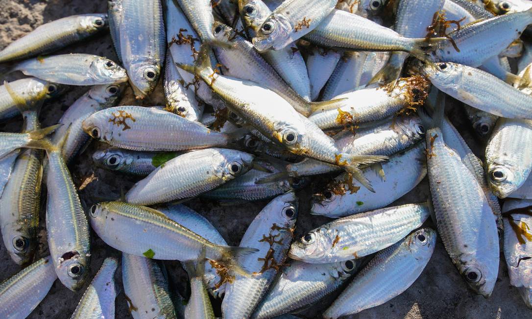 Peixes da colônia de pesca da Pituba, na Bahia, onde pescadores relatam prejuízos Foto: Luca Castro / Agência O Globo