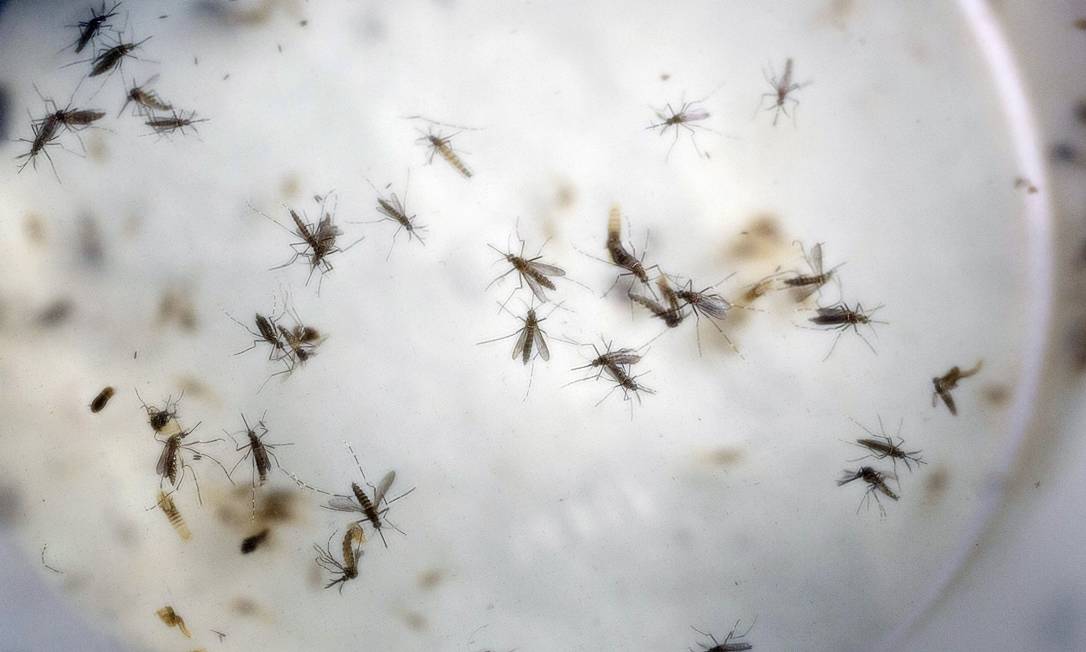 Mosquito do Aedes aegypti, vetor do vírus da zika Foto: Ricardo Mazalan / AFP