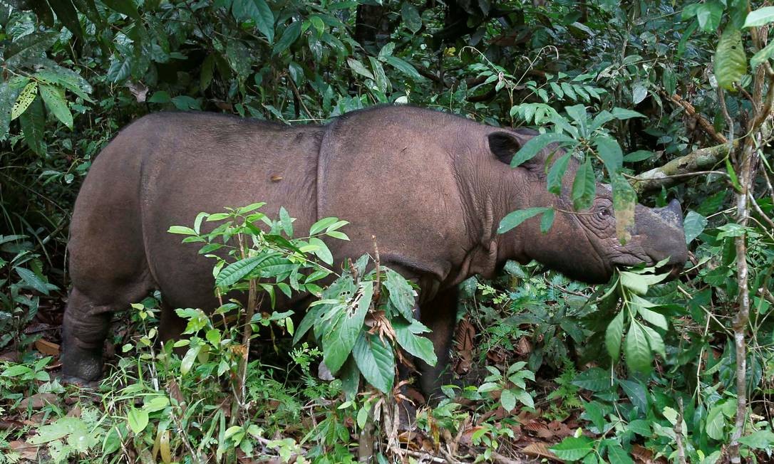Ratu, um rinoceronte-de-sumatra de 8 anos, da mesma espécie que Iman. Foto: Supri Supri / REUTERS